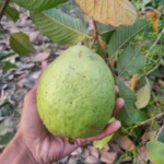 Exotic fruit plants Exotic fruits Exotic fruit plants nursery Exotic nursery Exotic fruit nursery Exotic plants Exotic varieties fruit plants Thai varieties fruit plants Thai varieties plants Thai varieties fruits Gardening fruit plants Gardening fruits Agro nursery West Bengal Agro nursery Nursery Plant nursery Nursery plants Original fruit plants Top quality fruit plants Thai 7 guava fruit plants