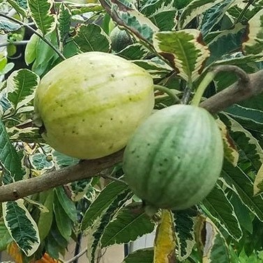 Exotic fruit plants Exotic fruits Exotic fruit plants nursery Exotic nursery Exotic fruit nursery Exotic plants Exotic varieties fruit plants Thai varieties fruit plants Thai varieties plants Thai varieties fruits Gardening fruit plants Gardening fruits Agro nursery West Bengal Agro nursery Nursery Plant nursery Nursery plants Original fruit plants Top quality fruit plants Variegated guava fruit plants
