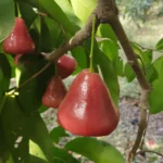Exotic fruit plants Exotic fruits Exotic fruit plants nursery Exotic nursery Exotic fruit nursery Exotic plants Exotic varieties fruit plants Thai varieties fruit plants Thai varieties plants Thai varieties fruits Gardening fruit plants Gardening fruits Agro nursery West Bengal Agro nursery Nursery Plant nursery Nursery plants Original fruit plants Top quality fruit plants Unique fruit plants Best fruit plants Beautiful fruit plants Latest fruit plants Indian varieties fruit plants Paudhe wale Exotic flora Red Water apple fruit plants