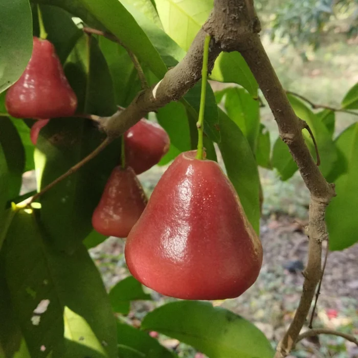 Exotic fruit plants Exotic fruits Exotic fruit plants nursery Exotic nursery Exotic fruit nursery Exotic plants Exotic varieties fruit plants Thai varieties fruit plants Thai varieties plants Thai varieties fruits Gardening fruit plants Gardening fruits Agro nursery West Bengal Agro nursery Nursery Plant nursery Nursery plants Original fruit plants Top quality fruit plants Unique fruit plants Best fruit plants Beautiful fruit plants Latest fruit plants Indian varieties fruit plants Paudhe wale Exotic flora Red Water apple fruit plants