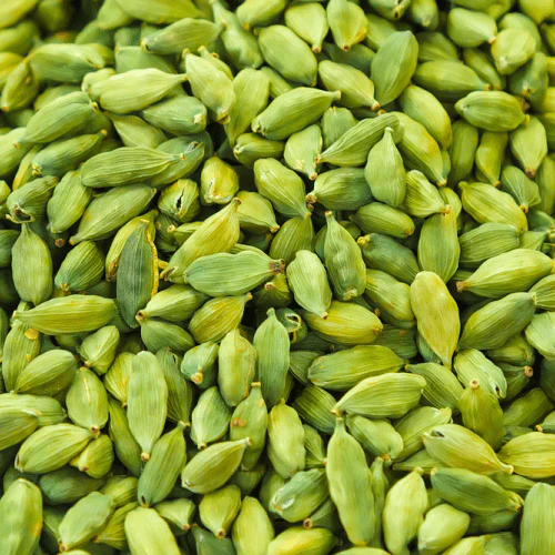 Elaichi plants