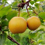 Exotic fruit plants Exotic fruits Exotic fruit plants nursery Exotic nursery Exotic fruit nursery Exotic plants Exotic varieties fruit plants Thai varieties fruit plants Thai varieties plants Thai varieties fruits Gardening fruit plants Gardening fruits Agro nursery West Bengal Agro nursery Nursery Plant nursery Nursery plants Original fruit plants Top quality fruit plants Nashpati fruit plants