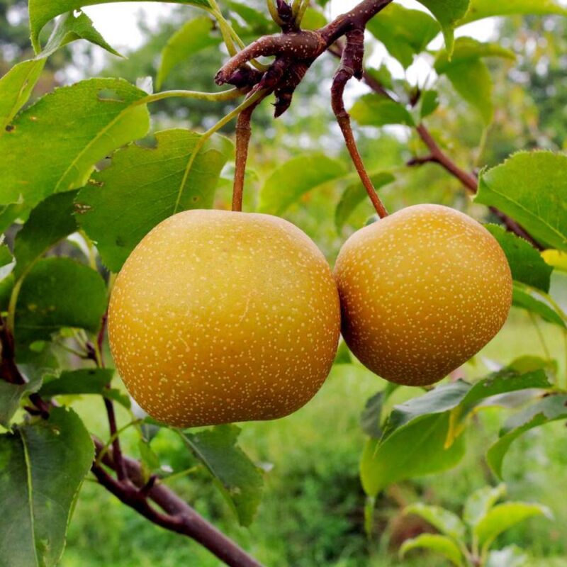 Exotic fruit plants Exotic fruits Exotic fruit plants nursery Exotic nursery Exotic fruit nursery Exotic plants Exotic varieties fruit plants Thai varieties fruit plants Thai varieties plants Thai varieties fruits Gardening fruit plants Gardening fruits Agro nursery West Bengal Agro nursery Nursery Plant nursery Nursery plants Original fruit plants Top quality fruit plants Nashpati fruit plants