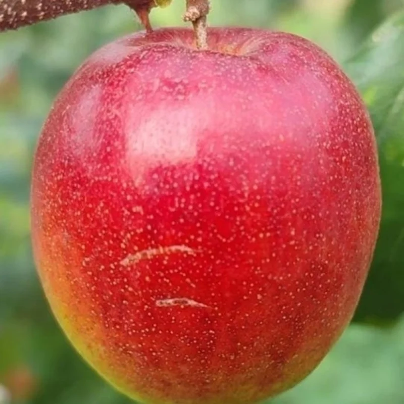 Exotic fruit plants Exotic fruits Exotic fruit plants nursery Exotic nursery Exotic fruit nursery Exotic plants Exotic varieties fruit plants Thai varieties fruit plants Thai varieties plants Thai varieties fruits Gardening fruit plants Gardening fruits Agro nursery West Bengal Agro nursery Nursery Plant nursery Nursery plants Original fruit plants Top quality fruit plants Miss India Apple ber fruit plants