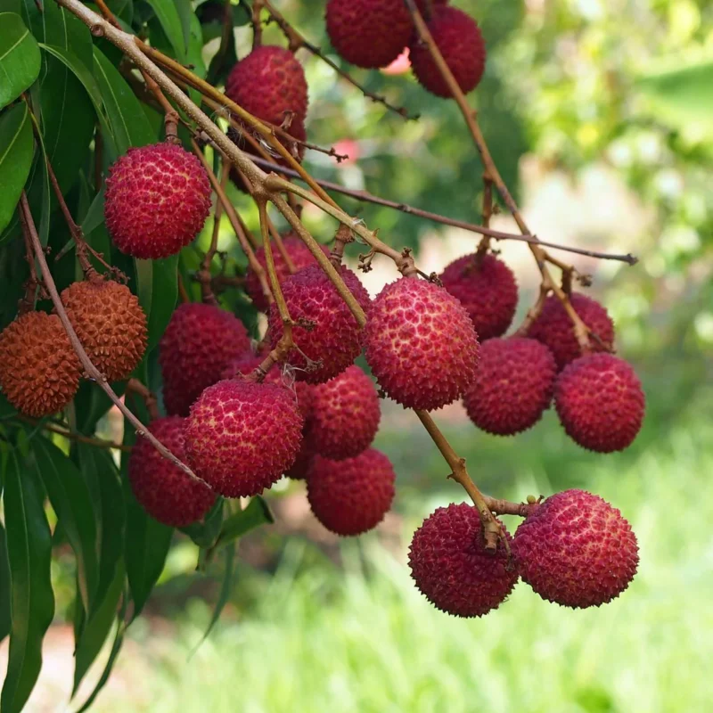 Exotic fruit plants Exotic fruits Exotic fruit plants nursery Exotic nursery Exotic fruit nursery Exotic plants Exotic varieties fruit plants Thai varieties fruit plants Thai varieties plants Thai varieties fruits Gardening fruit plants Gardening fruits Agro nursery West Bengal Agro nursery Nursery Plant nursery Nursery plants Original fruit plants Top quality fruit plants Unique fruit plants Best fruit plants Chinese Litchi fruit plants