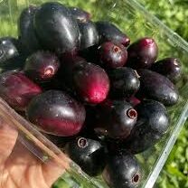 Exotic fruit plants Exotic fruits Exotic fruit plants nursery Exotic nursery Exotic fruit nursery Exotic plants Exotic varieties fruit plants Thai varieties fruit plants Thai varieties plants Thai varieties fruits Gardening fruit plants Gardening fruits Agro nursery West Bengal Agro nursery Nursery Plant nursery Nursery plants Original fruit plants Top quality fruit plants Thai King Jamun fruit plants