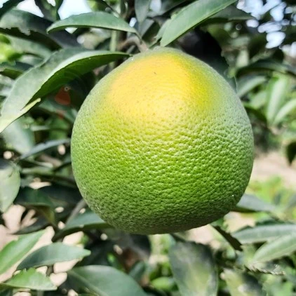 Exotic fruit plants Exotic fruits Exotic fruit plants nursery Exotic nursery Exotic fruit nursery Exotic plants Exotic varieties fruit plants Thai varieties fruit plants Thai varieties plants Thai varieties fruits Gardening fruit plants Gardening fruits Agro nursery West Bengal Agro nursery Nursery Plant nursery Nursery plants Original fruit plants Top quality fruit plants Vietnam Malta fruit plants