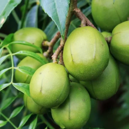 Exotic fruit plants Exotic fruits Exotic fruit plants nursery Exotic nursery Exotic fruit nursery Exotic plants Exotic varieties fruit plants Thai varieties fruit plants Thai varieties plants Thai varieties fruits Gardening fruit plants Gardening fruits Agro nursery West Bengal Agro nursery Nursery Plant nursery Nursery plants Original fruit plants Top quality fruit plants Unique fruit plants Best fruit plants Beautiful fruit plants Latest fruit plants Indian varieties fruit plants Paudhe wale Exotic flora June plum fruit plants