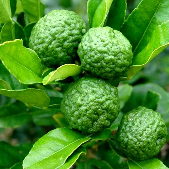 Exotic fruit plants Exotic fruits Exotic fruit plants nursery Exotic nursery Exotic fruit nursery Exotic plants Exotic varieties fruit plants Thai varieties fruit plants Thai varieties plants Thai varieties fruits Gardening fruit plants Gardening fruits Agro nursery West Bengal Agro nursery Nursery Plant nursery Nursery plants Original fruit plants Top quality fruit plants kaffir-lime fruit plants