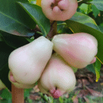 Exotic fruit plants Exotic fruits Exotic fruit plants nursery Exotic nursery Exotic fruit nursery Exotic plants Exotic varieties fruit plants Thai varieties fruit plants Thai varieties plants Thai varieties fruits Gardening fruit plants Gardening fruits Agro nursery West Bengal Agro nursery Nursery Plant nursery Nursery plants Original fruit plants Top quality fruit plants Unique fruit plants Best fruit plants Beautiful fruit plants Latest fruit plants Indian varieties fruit plants Paudhe wale Exotic flora White missile water apple fruit plants
