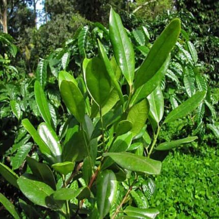 Meat masala plant
