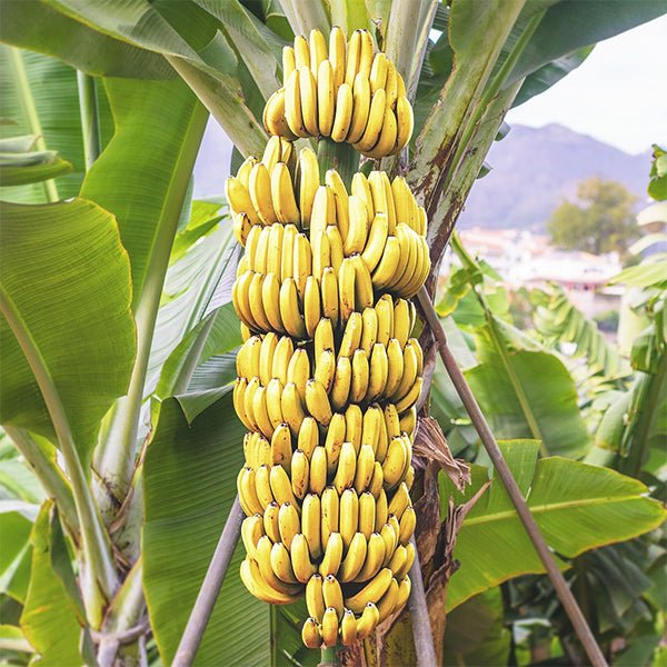 Exotic fruit plants Exotic fruits Exotic fruit plants nursery Exotic nursery Exotic fruit nursery Exotic plants Exotic varieties fruit plants Thai varieties fruit plants Thai varieties plants Thai varieties fruits Gardening fruit plants Gardening fruits Agro nursery West Bengal Agro nursery Nursery Plant nursery Nursery plants Original fruit plants Top quality fruit plants Unique fruit plants Best fruit plants G9 banana fruit plants
