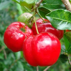 Exotic fruit plants Exotic fruits Exotic fruit plants nursery Exotic nursery Exotic fruit nursery Exotic plants Exotic varieties fruit plants Thai varieties fruit plants Thai varieties plants Thai varieties fruits Gardening fruit plants Gardening fruits Agro nursery West Bengal Agro nursery Nursery Plant nursery Nursery plants Original fruit plants Top quality fruit plants Unique fruit plants Best fruit plants Beautiful fruit plants Latest fruit plants Indian varieties fruit plants Paudhe wale Exotic flora Barbados Cherry fruit plants