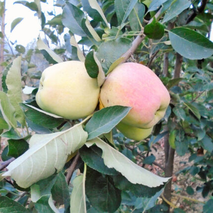 Exotic fruit plants Exotic fruits Exotic fruit plants nursery Exotic nursery Exotic fruit nursery Exotic plants Exotic varieties fruit plants Thai varieties fruit plants Thai varieties plants Thai varieties fruits Gardening fruit plants Gardening fruits Agro nursery West Bengal Agro nursery Nursery Plant nursery Nursery plants Original fruit plants Top quality fruit plants Unique fruit plants Best fruit plants Harman 99 apple fruit plants