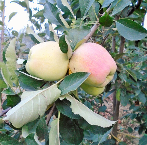 Exotic fruit plants Exotic fruits Exotic fruit plants nursery Exotic nursery Exotic fruit nursery Exotic plants Exotic varieties fruit plants Thai varieties fruit plants Thai varieties plants Thai varieties fruits Gardening fruit plants Gardening fruits Agro nursery West Bengal Agro nursery Nursery Plant nursery Nursery plants Original fruit plants Top quality fruit plants Unique fruit plants Best fruit plants Harman 99 apple fruit plants