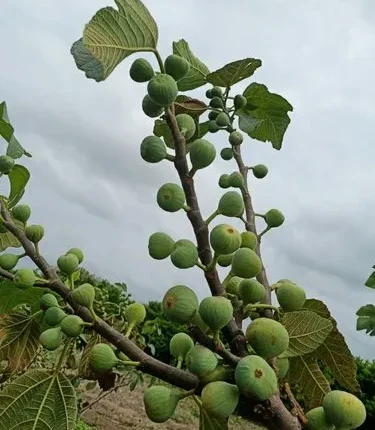 Exotic fruit plants Exotic fruits Exotic fruit plants nursery Exotic nursery Exotic fruit nursery Exotic plants Exotic varieties fruit plants Thai varieties fruit plants Thai varieties plants Thai varieties fruits Gardening fruit plants Gardening fruits Agro nursery West Bengal Agro nursery Nursery Plant nursery Nursery plants Original fruit plants Top quality fruit plants Pune Anjeer fruit plants