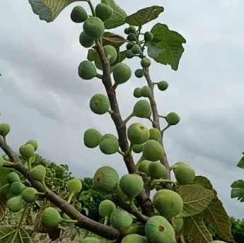 Exotic fruit plants Exotic fruits Exotic fruit plants nursery Exotic nursery Exotic fruit nursery Exotic plants Exotic varieties fruit plants Thai varieties fruit plants Thai varieties plants Thai varieties fruits Gardening fruit plants Gardening fruits Agro nursery West Bengal Agro nursery Nursery Plant nursery Nursery plants Original fruit plants Top quality fruit plants Pune Anjeer fruit plants