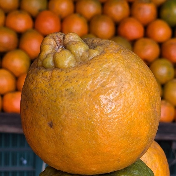 Nagpur orange fruit plants