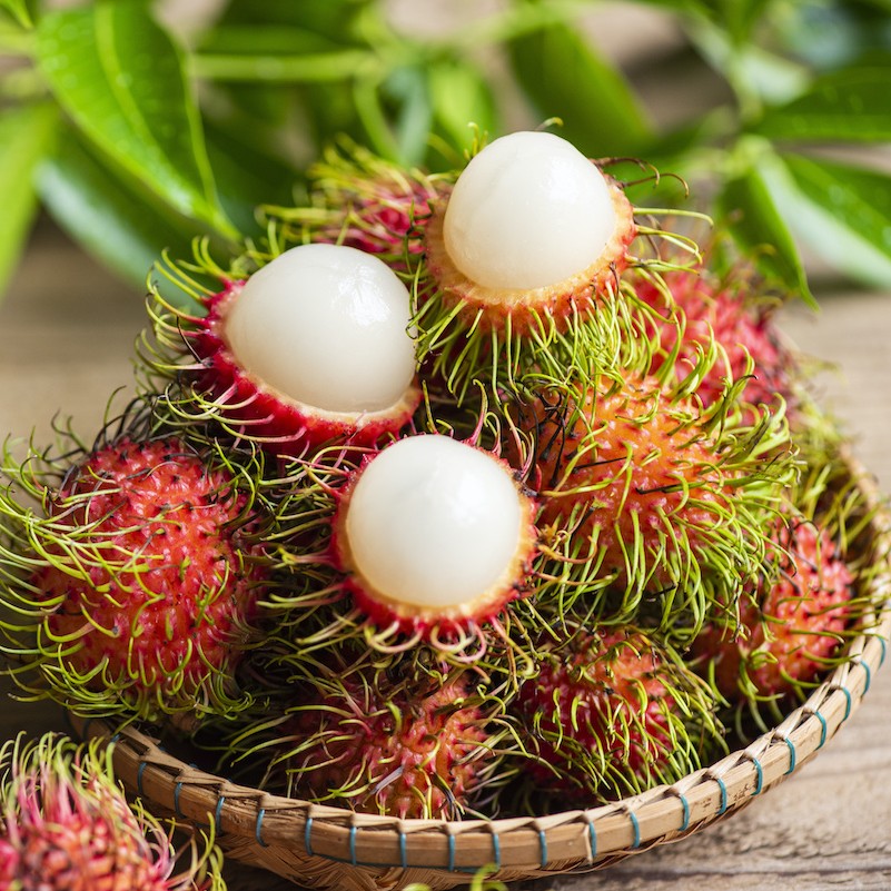 Exotic fruit plants Exotic fruits Exotic fruit plants nursery Exotic nursery Exotic fruit nursery Exotic plants Exotic varieties fruit plants Thai varieties fruit plants Thai varieties plants Thai varieties fruits Gardening fruit plants Gardening fruits Agro nursery West Bengal Agro nursery Nursery Plant nursery Nursery plants Original fruit plants Top quality fruit plants Unique fruit plants Best fruit plants Rambutan fruit plants