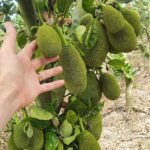 Vietnam super early jackfruit