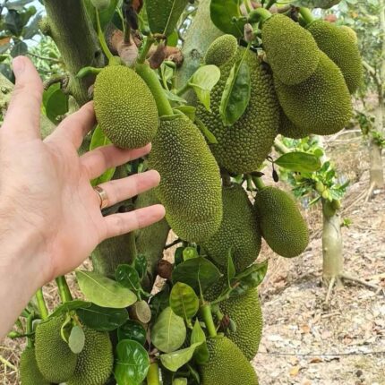 Vietnam super early jackfruit