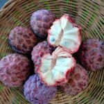 Exotic fruit plants Exotic fruits Exotic fruit plants nursery Exotic nursery Exotic fruit nursery Exotic plants Exotic varieties fruit plants Thai varieties fruit plants Thai varieties plants Thai varieties fruits Gardening fruit plants Gardening fruits Agro nursery West Bengal Agro nursery Nursery Plant nursery Nursery plants Original fruit plants Top quality fruit plants Unique fruit plants Best fruit plants Red custard apple fruit plants