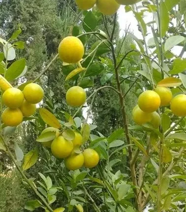 Exotic fruit plants Exotic fruits Exotic fruit plants nursery Exotic nursery Exotic fruit nursery Exotic plants Exotic varieties fruit plants Thai varieties fruit plants Thai varieties plants Thai varieties fruits Gardening fruit plants Gardening fruits Agro nursery West Bengal Agro nursery Nursery Plant nursery Nursery plants Original fruit plants Top quality fruit plants Unique fruit plants Best fruit plants Beautiful fruit plants Latest fruit plants Indian varieties fruit plants Paudhe wale Exotic flora Pakistani Patti Lemon fruit plants