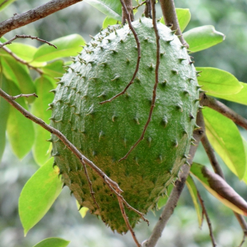 Exotic fruit plants Exotic fruits Exotic fruit plants nursery Exotic nursery Exotic fruit nursery Exotic plants Exotic varieties fruit plants Thai varieties fruit plants Thai varieties plants Thai varieties fruits Gardening fruit plants Gardening fruits Agro nursery West Bengal Agro nursery Nursery Plant nursery Nursery plants Original fruit plants Top quality fruit plants Corsal fruit plants
