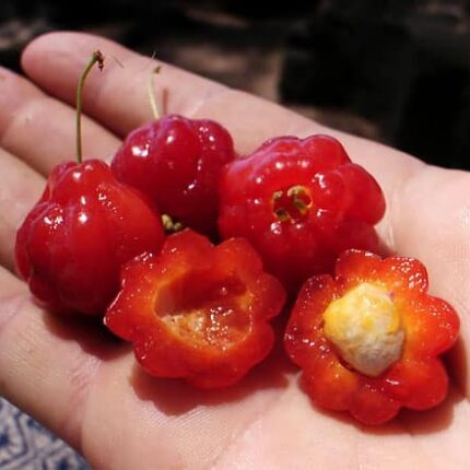 Exotic fruit plants Exotic fruits Exotic fruit plants nursery Exotic nursery Exotic fruit nursery Exotic plants Exotic varieties fruit plants Thai varieties fruit plants Thai varieties plants Thai varieties fruits Gardening fruit plants Gardening fruits Agro nursery West Bengal Agro nursery Nursery Plant nursery Nursery plants Original fruit plants Top quality fruit plants Unique fruit plants Best fruit plants Red surinam Cherry fruit plants