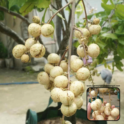 Exotic fruit plants Exotic fruits Exotic fruit plants nursery Exotic nursery Exotic fruit nursery Exotic plants Exotic varieties fruit plants Thai varieties fruit plants Thai varieties plants Thai varieties fruits Gardening fruit plants Gardening fruits Agro nursery West Bengal Agro nursery Nursery Plant nursery Nursery plants Original fruit plants Top quality fruit plants White longan fruit plants