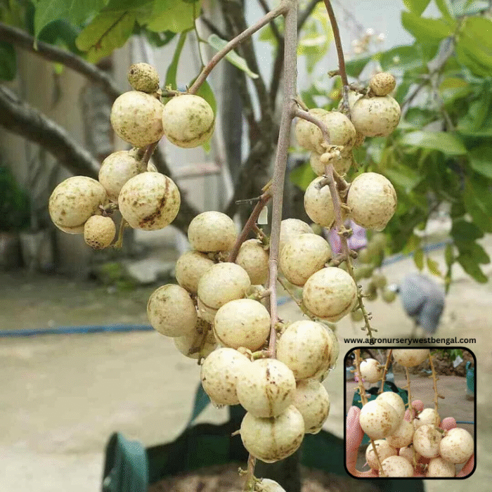 Exotic fruit plants Exotic fruits Exotic fruit plants nursery Exotic nursery Exotic fruit nursery Exotic plants Exotic varieties fruit plants Thai varieties fruit plants Thai varieties plants Thai varieties fruits Gardening fruit plants Gardening fruits Agro nursery West Bengal Agro nursery Nursery Plant nursery Nursery plants Original fruit plants Top quality fruit plants White longan fruit plants
