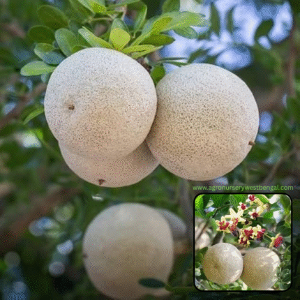 Exotic fruit plants Exotic fruits Exotic fruit plants nursery Exotic nursery Exotic fruit nursery Exotic plants Exotic varieties fruit plants Thai varieties fruit plants Thai varieties plants Thai varieties fruits Gardening fruit plants Gardening fruits Agro nursery West Bengal Agro nursery Nursery Plant nursery Nursery plants Original fruit plants Top quality fruit plants Thai wood Apple plants