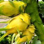 Exotic fruit plants Exotic fruits Exotic fruit plants nursery Exotic nursery Exotic fruit nursery Exotic plants Exotic varieties fruit plants Thai varieties fruit plants Thai varieties plants Thai varieties fruits Gardening fruit plants Gardening fruits Agro nursery West Bengal Agro nursery Nursery Plant nursery Nursery plants Original fruit plants Top quality fruit plants Yellow Dragon fruit plants
