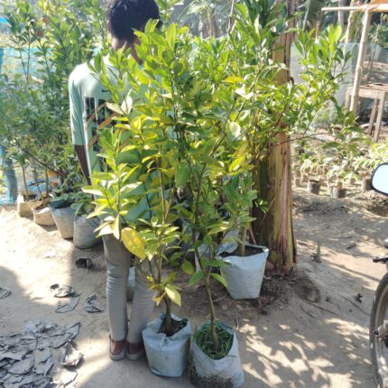 Yellow Malta 2 - Plant height 4-5 Feet