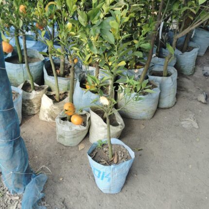 sylhet orange - Plant height 2-3 Feet