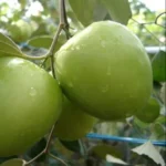 Buy Apple Ber plant India Green Apple Ber fruit plant price India Best Apple Ber nursery India Apple Ber plant home delivery India High yield Apple Ber plant India Buy fruit plants online India Green Apple Ber tree care India Apple Ber plant for terrace garden Organic fruit plants India online Fast growing fruit plants India Apple Ber plant cultivation India Buy jujube plant India Thai Apple Ber plant India Apple Ber plant near me India Fruit plants nursery India online Green Apple Ber sapling India Best fruit plants for home garden India Apple Ber farming India profit Buy exotic fruit plants India