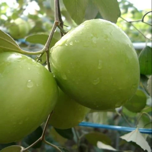 Buy Apple Ber plant India Green Apple Ber fruit plant price India Best Apple Ber nursery India Apple Ber plant home delivery India High yield Apple Ber plant India Buy fruit plants online India Green Apple Ber tree care India Apple Ber plant for terrace garden Organic fruit plants India online Fast growing fruit plants India Apple Ber plant cultivation India Buy jujube plant India Thai Apple Ber plant India Apple Ber plant near me India Fruit plants nursery India online Green Apple Ber sapling India Best fruit plants for home garden India Apple Ber farming India profit Buy exotic fruit plants India