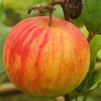 apple ber plant online India boll sundari apple ber plant buy apple ber fruit plant online apple ber plant price India best ber plant for home garden grafted apple ber plant India sweet ber fruit plant online high yielding ber plant India ber plant online nursery India buy fruit plants online India apple ber farming India Indian jujube plant online ber fruit plant home gardening fast growing fruit plants India organic fruit plants online India best fruit plants for terrace garden live fruit plants online India ber plant care and growth India jujube fruit plant India online nursery plants home delivery India