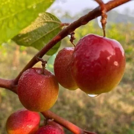 Miss India Apple Ber plant Buy Apple Ber plants online India Miss India Apple Ber price in India Grafted Apple Ber fruit plants Best fruit plants for home garden India Miss India Apple Ber farming profit Thai Apple Ber plant nursery West Bengal Apple Ber varieties in India Hybrid Apple Ber plants online Miss India Apple Ber nursery near me High yield fruit plants India Rare fruit plants online India Apple Ber plant care and maintenance Commercial Apple Ber farming India Miss India Apple Ber yield per plant Exotic fruit plants for terrace garden Red Apple Ber plant online India Best nursery for Apple Ber in Kolkata Miss India Apple Ber plantation guide All India delivery fruit plants