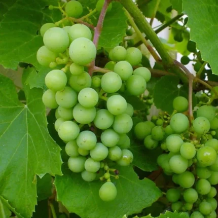 green grapes plant buy grapes plant online India grape vine plant India green grapes fruit plant price buy grape tree online home gardening grape plant fruit plants online India grape plant for terrace garden seedless green grapes plant best grape plant India grape plant nursery India buy fruit plants online organic grape plant live grape plant online fast growing fruit plants India grape farming plants India grape plant home delivery India sweet green grapes plant climbing grape vine plant indoor outdoor grape plant