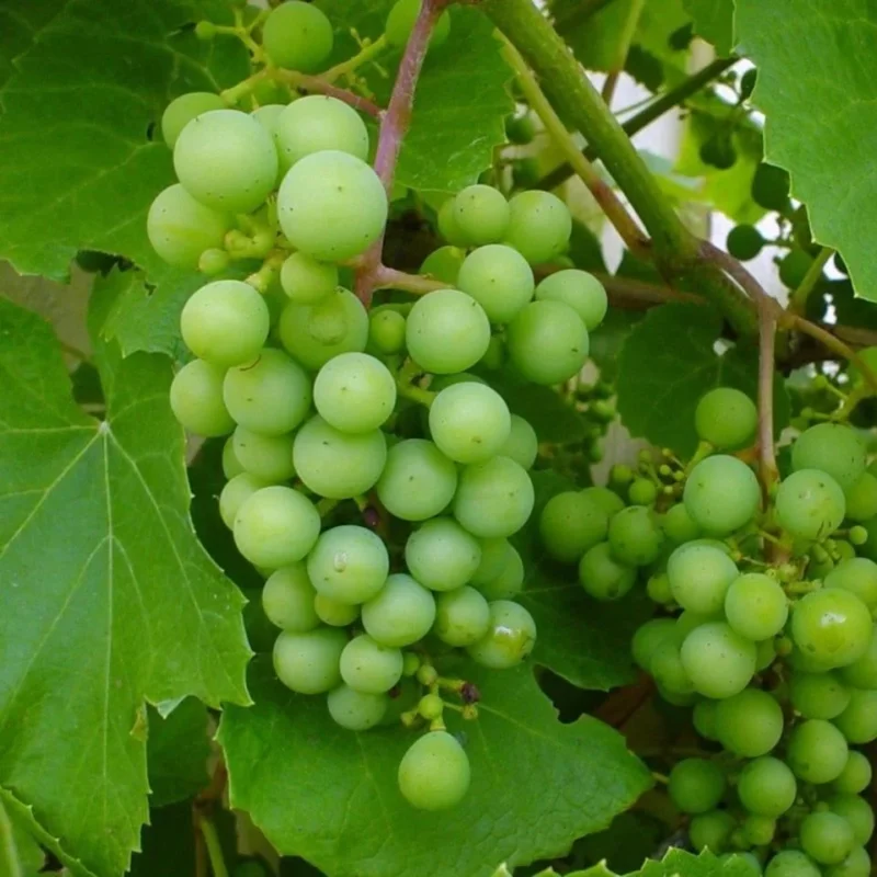 green grapes plant buy grapes plant online India grape vine plant India green grapes fruit plant price buy grape tree online home gardening grape plant fruit plants online India grape plant for terrace garden seedless green grapes plant best grape plant India grape plant nursery India buy fruit plants online organic grape plant live grape plant online fast growing fruit plants India grape farming plants India grape plant home delivery India sweet green grapes plant climbing grape vine plant indoor outdoor grape plant