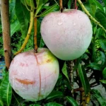 Buy R2E2 Mango Plant Online India Australian R2E2 Mango Plant Price Grafted R2E2 Mango Live Plant Best Exotic Mango Varieties in India R2E2 Mango Tree for Sale Hybrid Mango Plants Nursery West Bengal Giant Red Mango Plant India All India Mango Plant Delivery R2E2 Mango Cultivation Tips India Premium Fruit Plants Online India R2E2 Mango vs Alphonso Comparison High Yield Mango Varieties for Home Garden Original Australian R2E2 Grafted Plant Rare Mango Collection India 2026 Fruit Plants for Terrace Garden India R2E2 Mango Plant Near Me Big Size Red Mango Variety Disease Resistant Mango Plants India Best Nursery for Exotic Fruit Plants Buy Mango Saplings Online Cash on Delivery