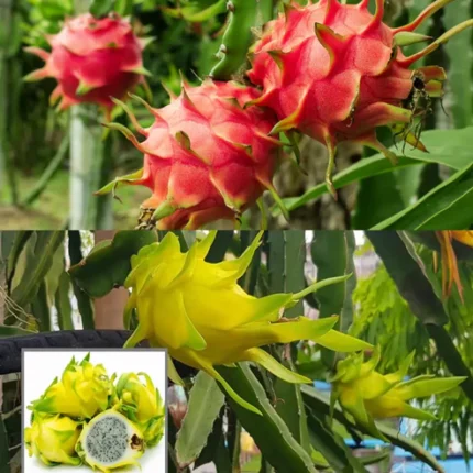 Pack of 2 plants Red and yellow Dragon fruit plant
