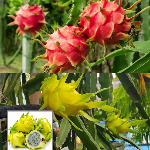 Pack_of_2_plants_Red_and_yellow_Dragon_fruit_plants_SKD0N6DO4V_2026-02-02_1_7c045562-390d-4411-92c1-0b4b53d4247d