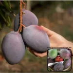 Sensation mango plant price in India Best mango varieties for home garden India Red mango plant online India Sensation mango tree height and care Hybrid mango plants for sale in West Bengal All season mango plant nursery Kolkata High yield mango varieties in India 2026 Sensation mango fruit taste and benefits Dwarf mango plants for terrace garden India Buy grafted mango plants online India Rare exotic fruit plants nursery India Sensation mango vs Miyazaki mango India Best fertilizer for mango plants in India Fiberless mango varieties in India Sensation mango planting season India Fast growing fruit plants for Indian climate Mango plant nursery near me with price Most expensive mango plants in India Red Diamond guava and Sensation mango combo Buy fruit plants online India free shipping