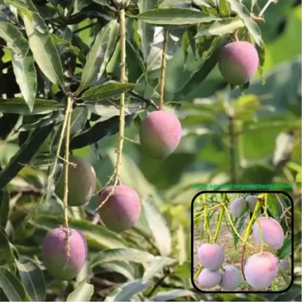 Pusa Arunica Mango Plant Pusa Arunica Mango Tree Buy Mango Plants Online India Hybrid Mango Plants India High Yield Mango Variety Best Mango Plants for Home Garden Mango Plants Nursery India Fast Growing Mango Tree India Terrace Mango Farming India Grafted Mango Plants India Mango Plants Online Delivery India Pusa Mango Variety Arunica Mango Benefits Sweet Mango Plant India Disease Resistant Mango Plants Mango Farming Plants India Indoor Mango Plant India Dwarf Mango Plants India Organic Mango Plants India Best Mango Variety for India Fruit Plants Online India Home Gardening Mango Plants Commercial Mango Plants India Premium Mango Plants India Mango Plant Price India Mango Sapling Online India Easy Grow Mango Tree High Quality Mango Plants Mango Tree for Terrace Garden Indian Hybrid Mango Plants
