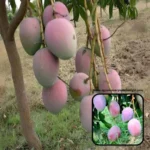 Pusa Arunima Mango Plant Buy mango plants online India Best mango variety for home garden India Red mango plant price in India IARI hybrid mango plants High yield mango plants for sale Grafted Pusa Arunima mango tree Fiberless mango varieties in India Amrapali and Sensation hybrid mango Mango saplings online India Best mango plants for commercial farming India Red skin mango variety India Mango tree for terrace garden India Organic mango plants for sale Late ripening mango varieties India Pusa Arunima mango features Fruit plants nursery in India High density mango plantation India Exotic fruit plants online India Sweetest mango varieties in India 2026