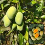 Amrapali mango plants Buy Amrapali mango plant online India Amrapali mango tree price Dwarf mango plants India High yield mango plant Mango plants for home garden Amrapali mango sapling Best mango variety in India Mango plant online nursery India Terrace mango plant Container mango tree India Hybrid mango plant Amrapali Fast growing mango plant Sweet mango plant India Fruit plants online India Buy fruit plants online Mango plant care India Small size mango tree Amrapali mango benefits Indoor mango plant India Organic mango plant Live mango plant online Mango tree for terrace garden Grafted mango plant India Best mango plant for pots Mango plant delivery India Home gardening mango plant Amrapali mango variety details Buy grafted mango plant online High quality mango sapling