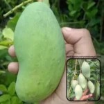 thai all time mango plant online buy all season mango plant india thai baramasi mango plant price grafted mango plants online india thai katimon mango plant online all time mango plant for home garden sweet all season mango sapling thai dwarf mango plant india best all time mango variety in india buy fruit plants online india thai all time mango plant price in nursery hybrid mango plant for terrace garden mango plant that fruits 3 times a year all season grafted mango tree thai green mango plant online katimon mango plant price india buy live mango plants free shipping fast growing mango tree india thai all time mango plant care best nursery for mango plants in india