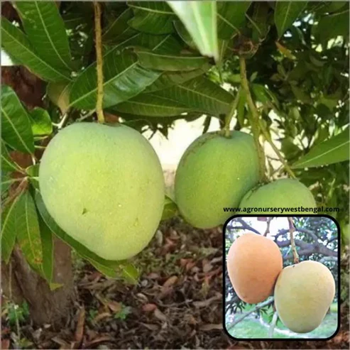 Himsagar mango plant online India Original Himsagar mango tree price Buy grafted Himsagar mango plant Best mango variety for home garden India Khirsapati mango plant nursery Himsagar mango plant height and care Sweetest mango plants in West Bengal Hybrid Himsagar mango plant for sale All India delivery fruit plants nursery Dwarf Himsagar mango tree for pots Himsagar mango seasonal availability India Mango plant nursery near me Original Malda Himsagar mango saplings How to grow Himsagar mango from graft Exotic fruit plants online India 2026 Himsagar vs Alphonso mango plant Organic mango plant fertilizers India High yield mango varieties in India Himsagar mango tree plantation guide Buy fruit plants online with free shipping